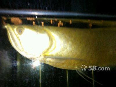 58同城二手金龍魚：58同城二手金龍魚二手金龍魚買賣交易汽車江湖網