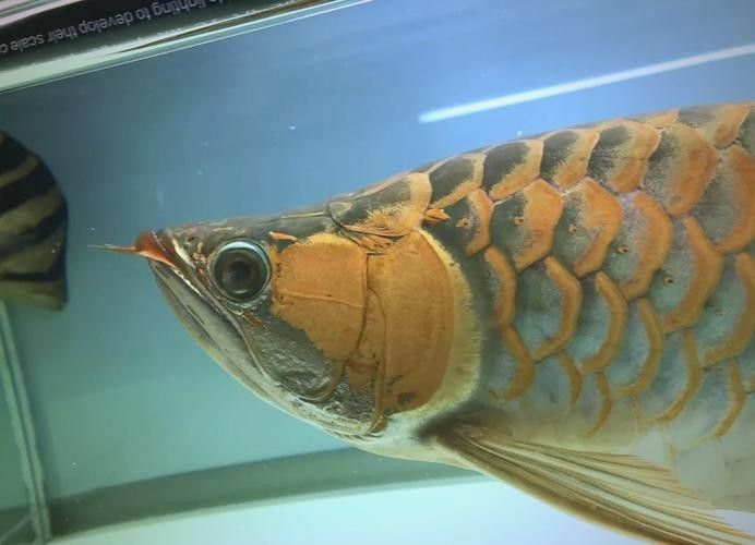 龍魚眼邊有白色物質(zhì)怎么辦啊圖片