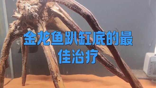 龍魚趴缸在水底不動了怎么辦