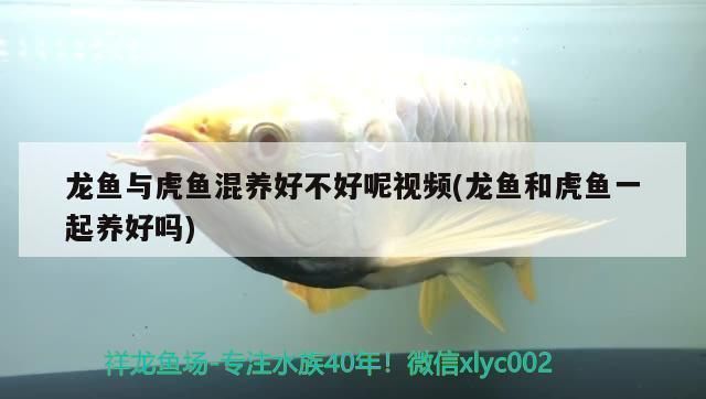 龍魚與虎魚混養(yǎng)好不好：探討龍魚與虎魚混養(yǎng)的問題時(shí)，龍魚虎魚混養(yǎng)空間要求