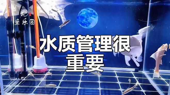 魚鰭充血期間應該如何管理水質？