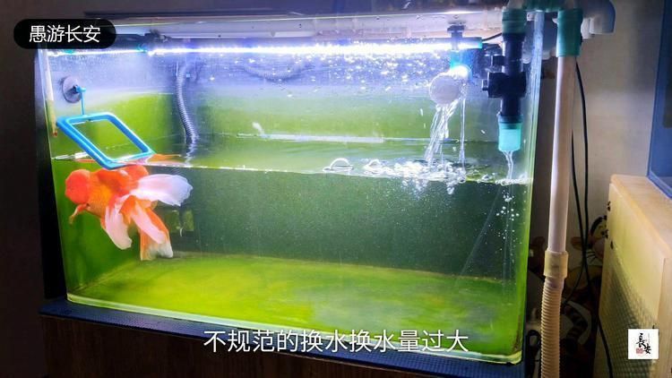 魚鰭充血期間應該如何管理水質？