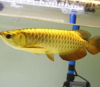 養金龍魚用什么顏色燈：養金龍魚用什么顏色燈光