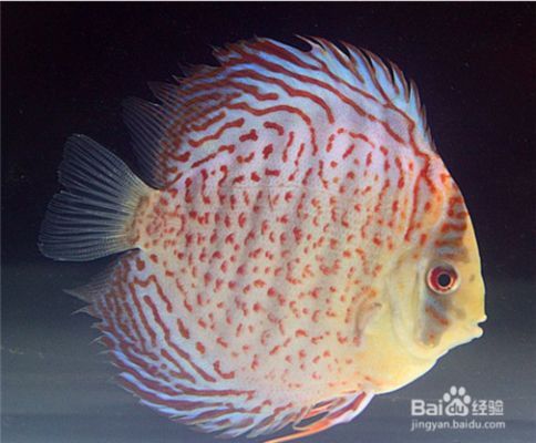 龍魚游到缸的下部是餓了嗎：龍魚游到缸的下部是餓了嗎？