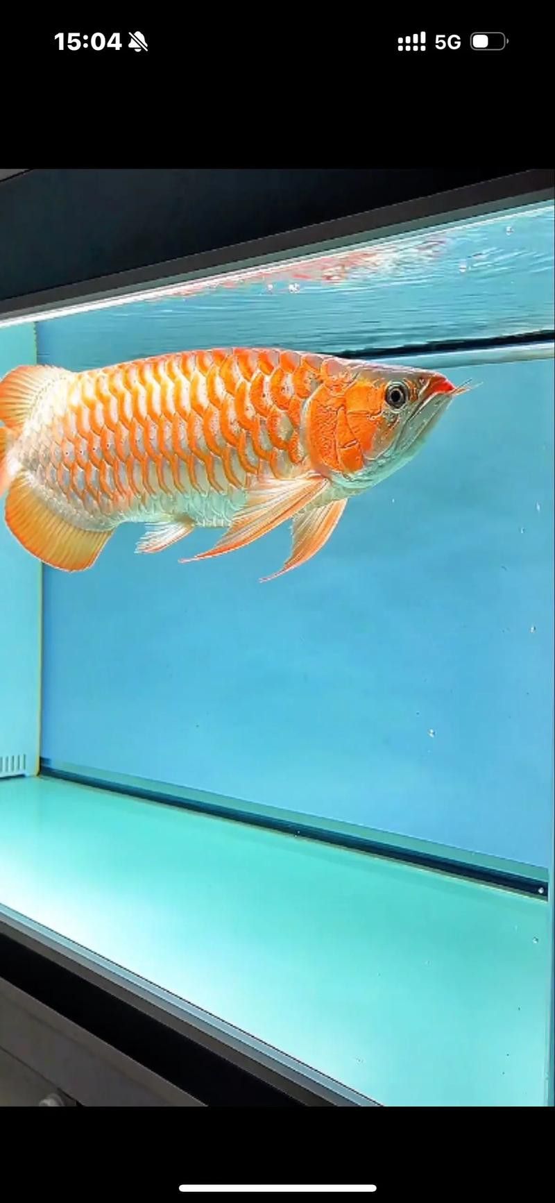紅龍魚魚缸尺寸多大