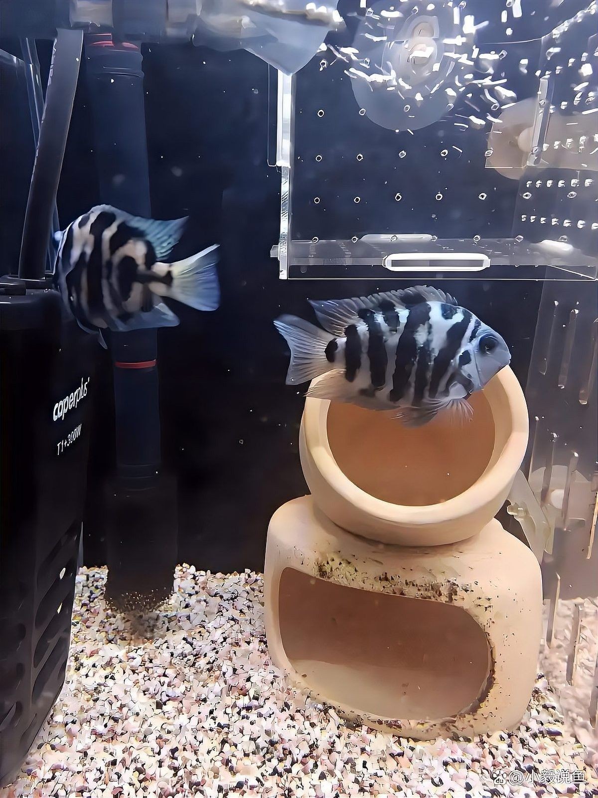 龍魚用什么缸養(yǎng)比較好看