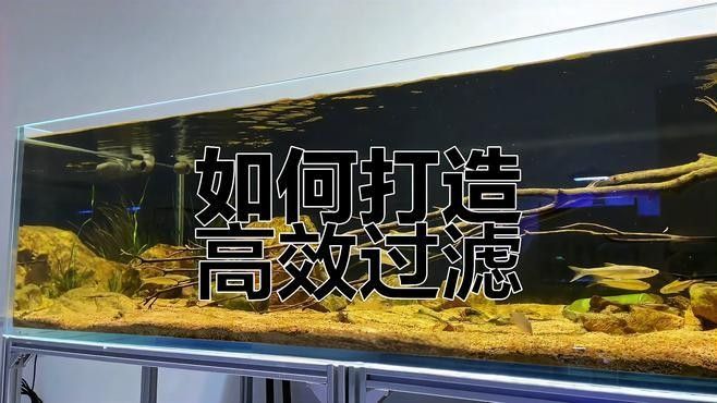 龍魚用什么缸養(yǎng)比較好看
