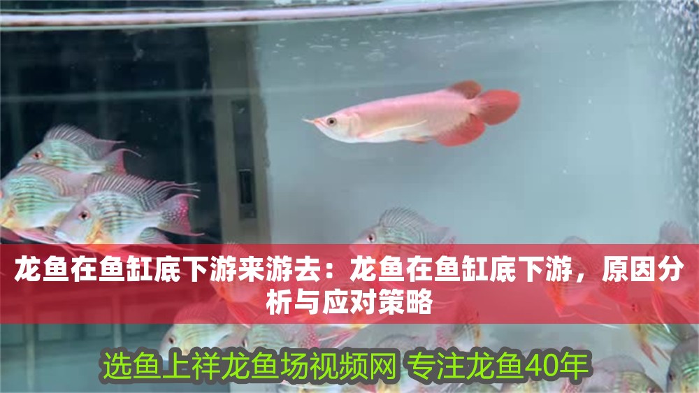 龍魚在魚缸底下游來游去：龍魚在魚缸底下游，原因分析與應(yīng)對策略