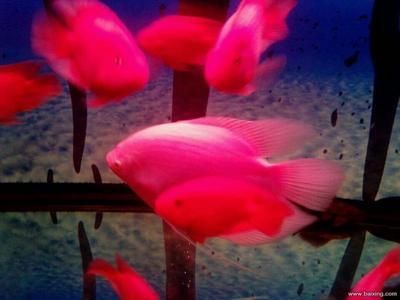 龍魚和紅眼戰船的飼養對比（紅眼戰船和紅眼戰船的飼養難度不同）