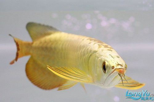 24k小金頭龍魚價格是多少錢