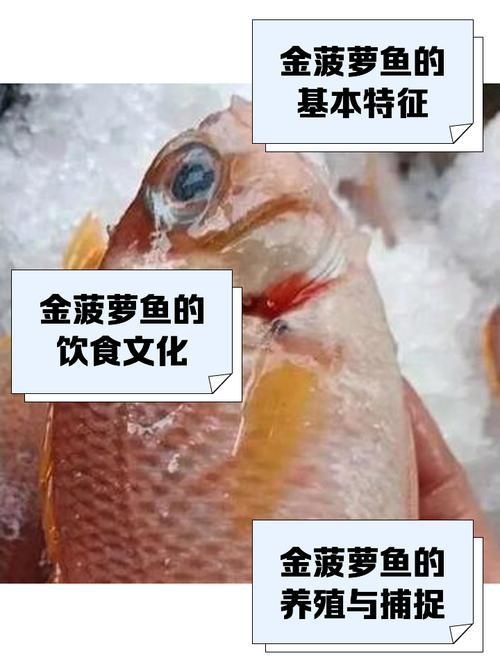 金鳳魚圖片
