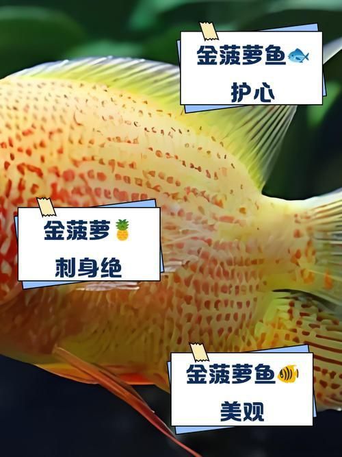 金鳳魚圖片