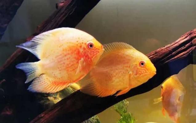 金鳳魚圖片