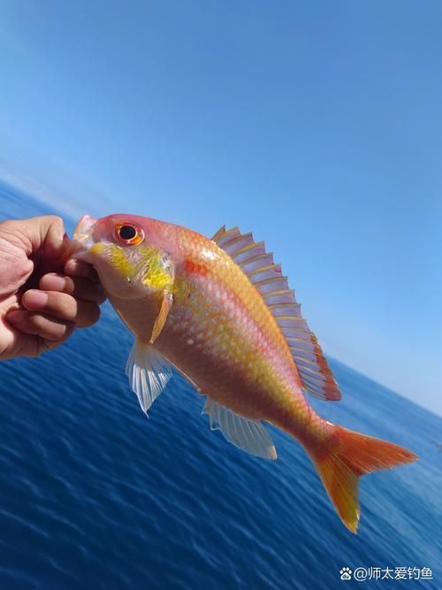 金鳳魚圖片