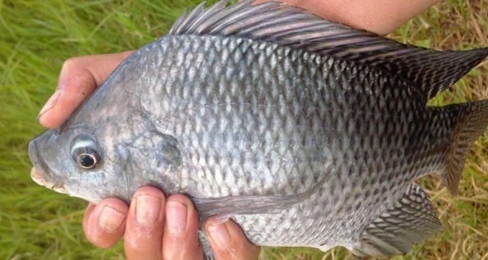 金鳳魚圖片