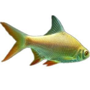 金鳳魚圖片