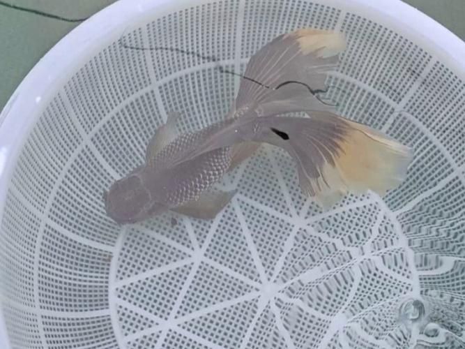 金鳳魚圖片