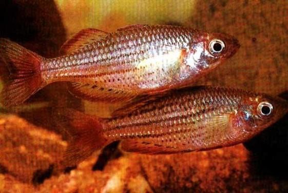 金鳳魚圖片