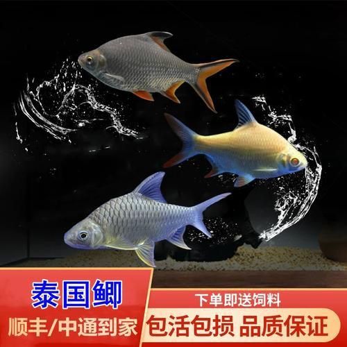 金鳳魚圖片