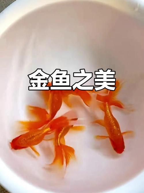 金鳳魚圖片