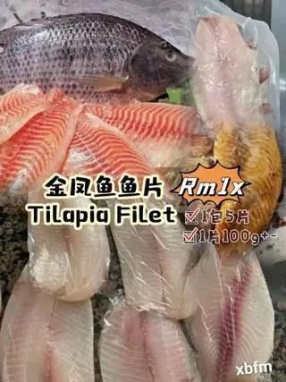 金鳳魚圖片