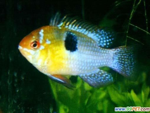 金鳳魚圖片
