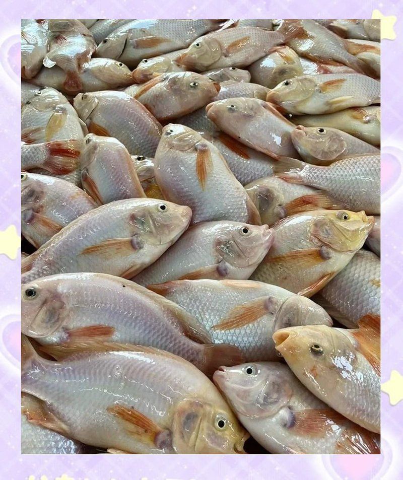 金鳳魚圖片
