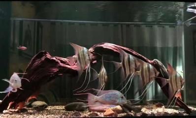 龍魚胸鰭裂開是什么問題（龍魚胸鰭裂開可能由多種原因引起）