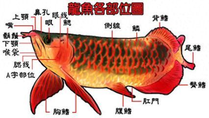 龍魚胸鰭裂開是什么問題（龍魚胸鰭裂開可能由多種原因引起）