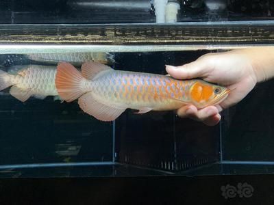 印尼血紅龍魚的價格：印尼血紅龍魚