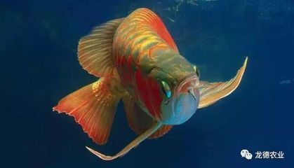 龍魚拉白色透明長條粑粑正常嗎：龍魚拉白色透明長條粑粑不一定表示正常嗎
