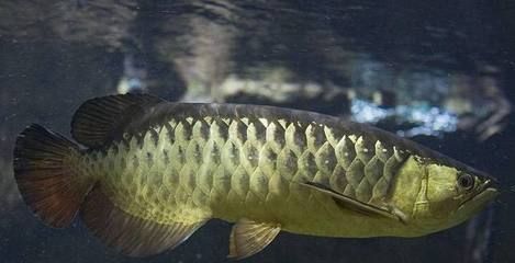 龍魚的壽命是多長時間：關于龍魚壽命的一些詳細信息