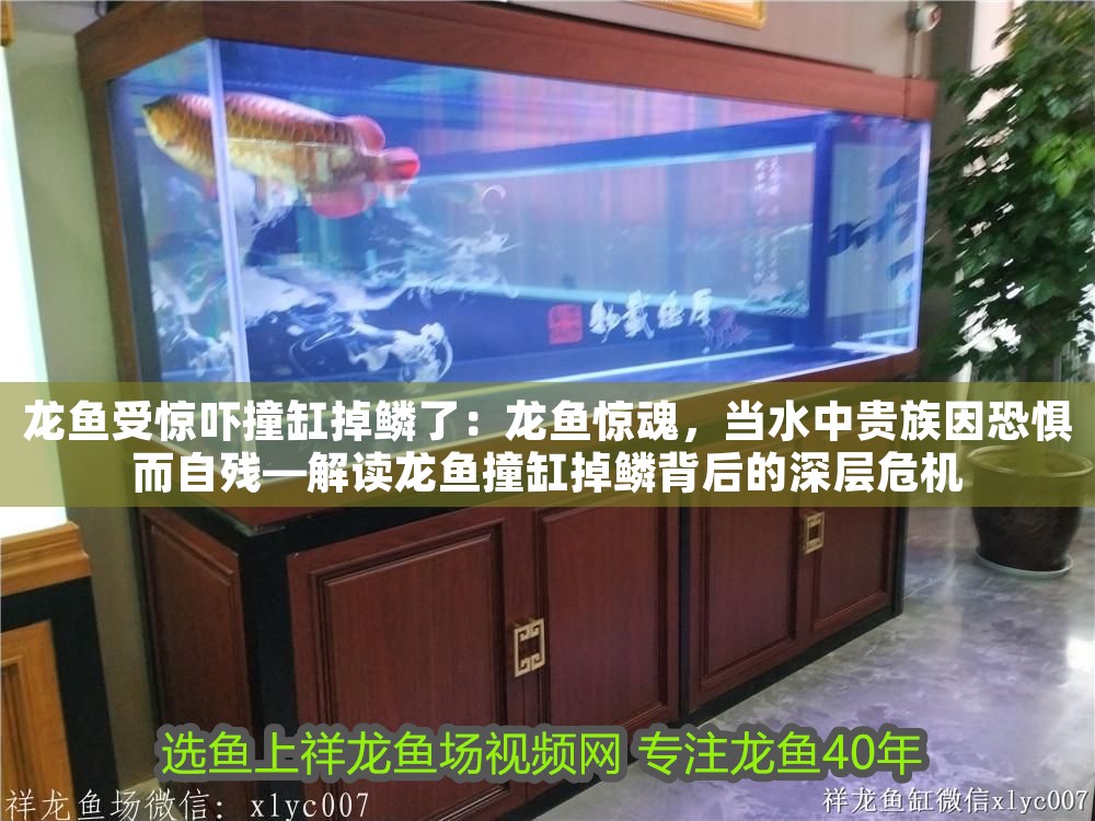 龍魚受驚嚇撞缸掉鱗了：龍魚驚魂，當水中貴族因恐懼而自殘—解讀龍魚撞缸掉鱗背后的深層危機