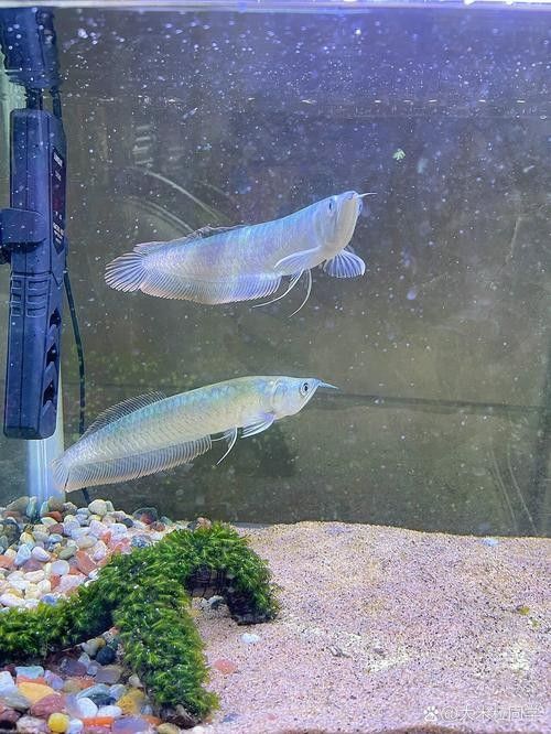 銀龍魚手機壁紙