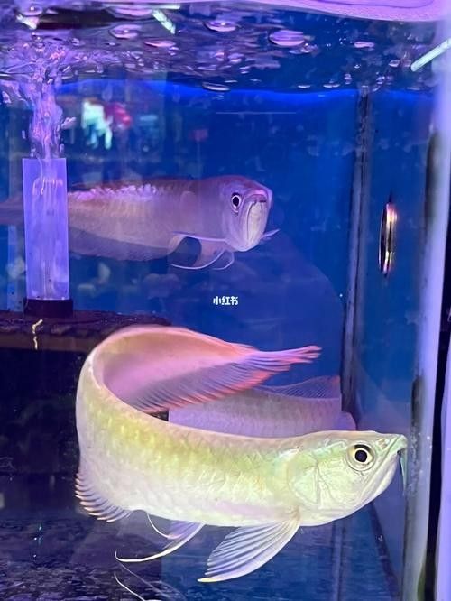 銀龍魚手機壁紙