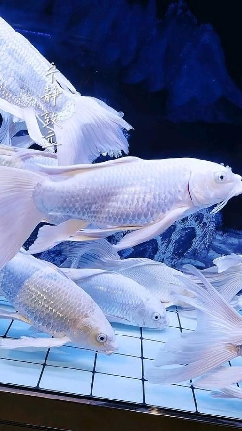 銀龍魚手機壁紙