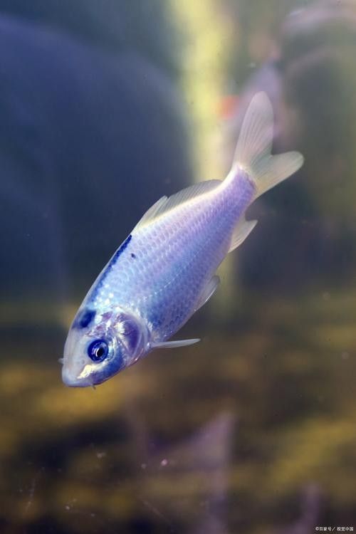 銀龍魚手機壁紙