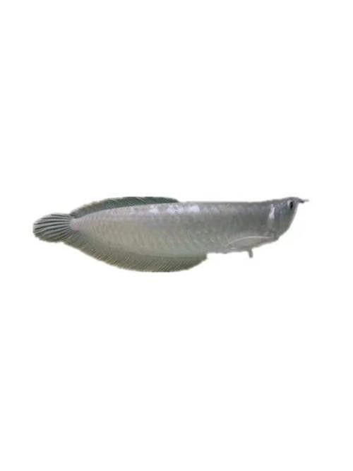 銀龍魚手機壁紙
