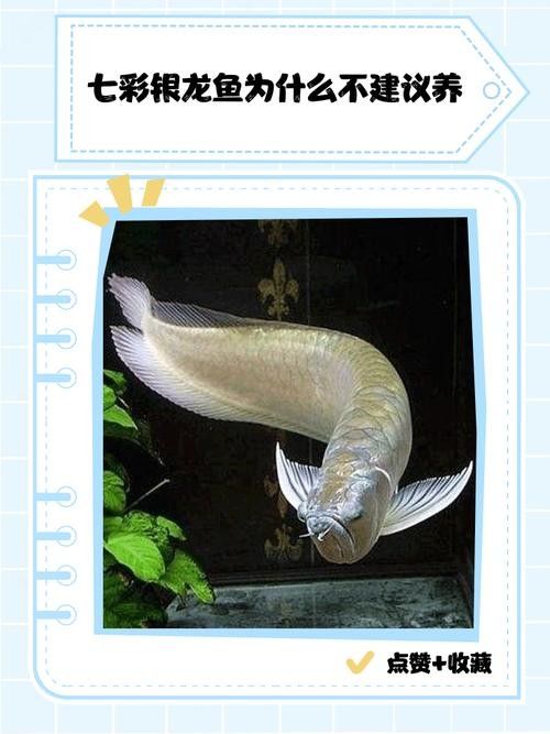 銀龍魚手機壁紙