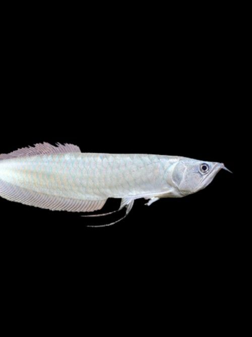 銀龍魚手機壁紙