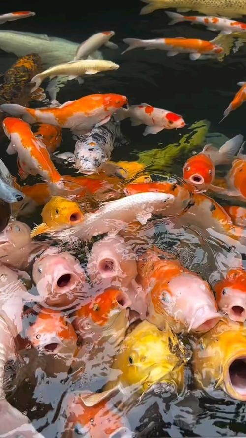 銀龍魚手機壁紙