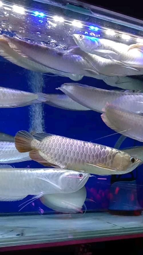 銀龍魚手機壁紙