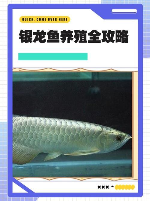 銀龍魚手機壁紙