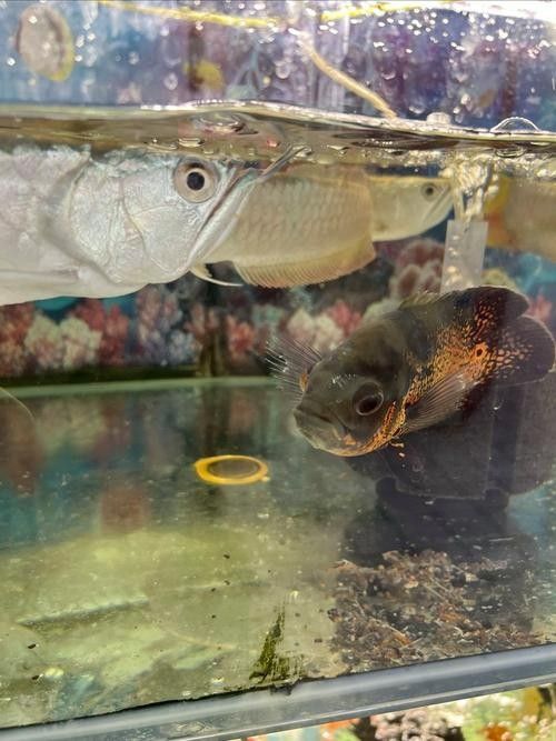 銀龍魚手機壁紙