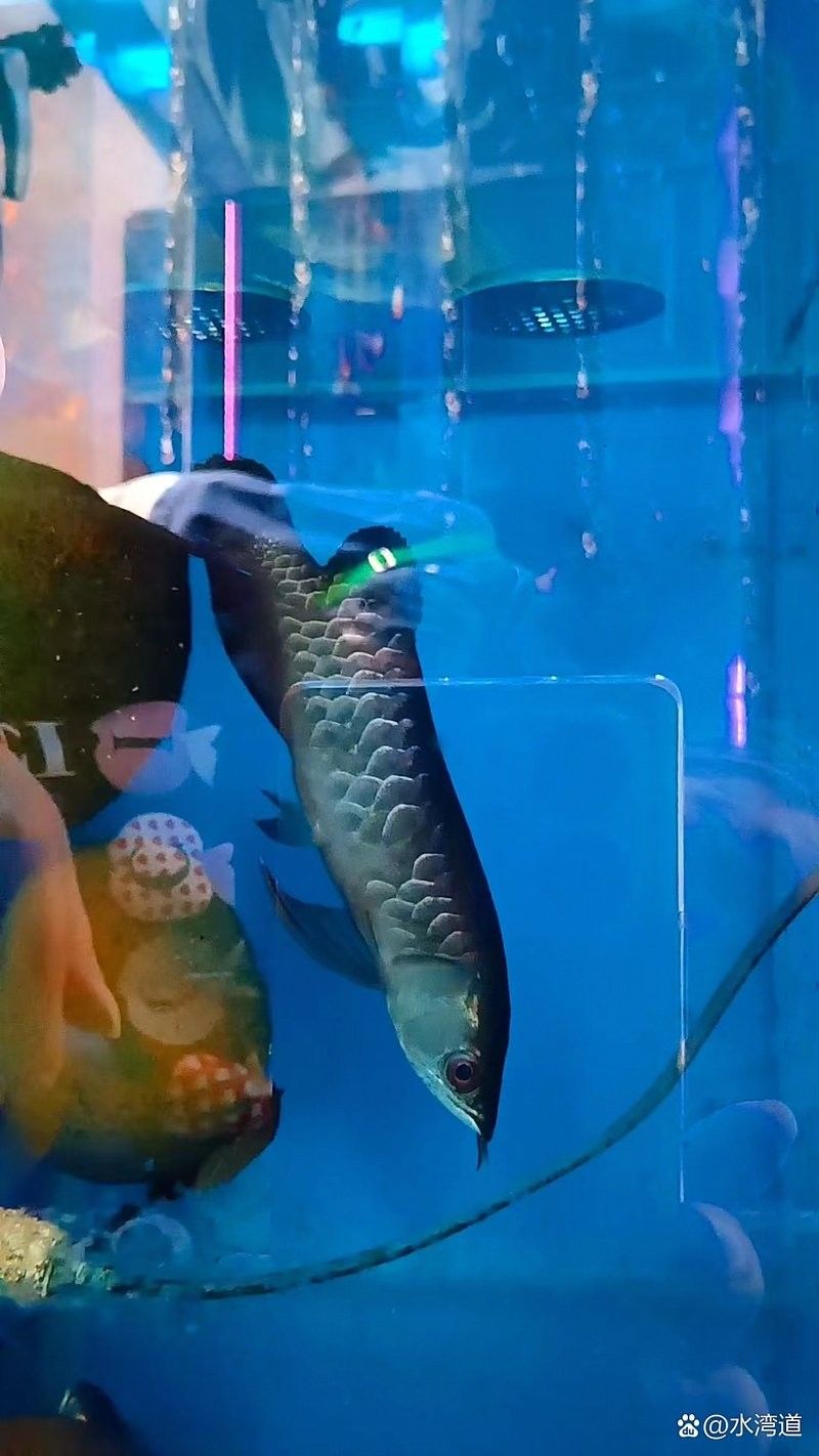 銀龍魚手機壁紙