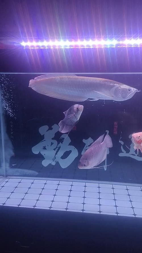 銀龍魚手機壁紙