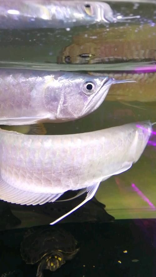 銀龍魚手機壁紙