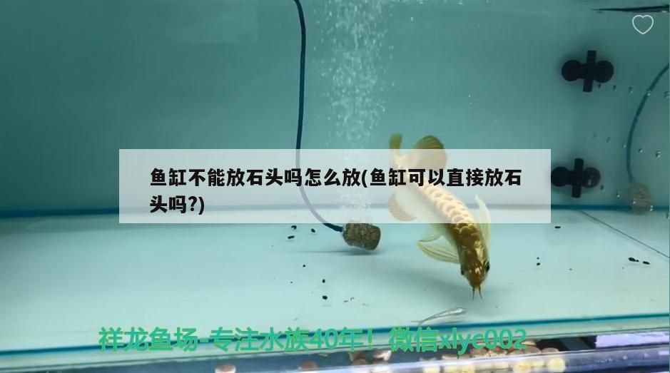 魚缸不能放石頭嗎怎么放(魚缸可以直接放石頭嗎?)