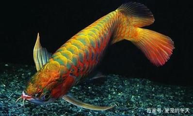龍魚身子彎了怎么回事：龍魚出現身體彎曲的原因