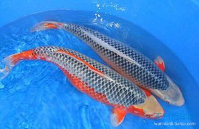 屬龍的養什么魚？養幾天好養：屬龍的人適合養什么魚